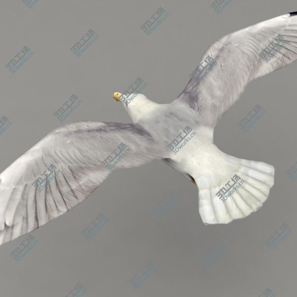 images/goods_img/202105074/Lowpoly animated seagull/4.jpg